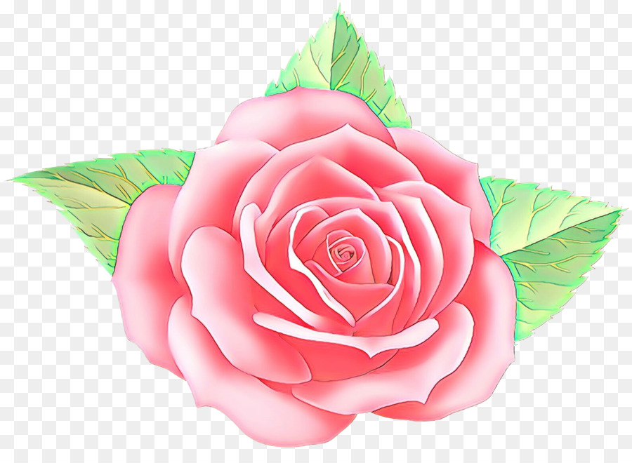 Rosa Pêssego，Florescer PNG