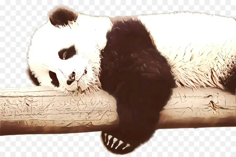 Panda，Urso PNG