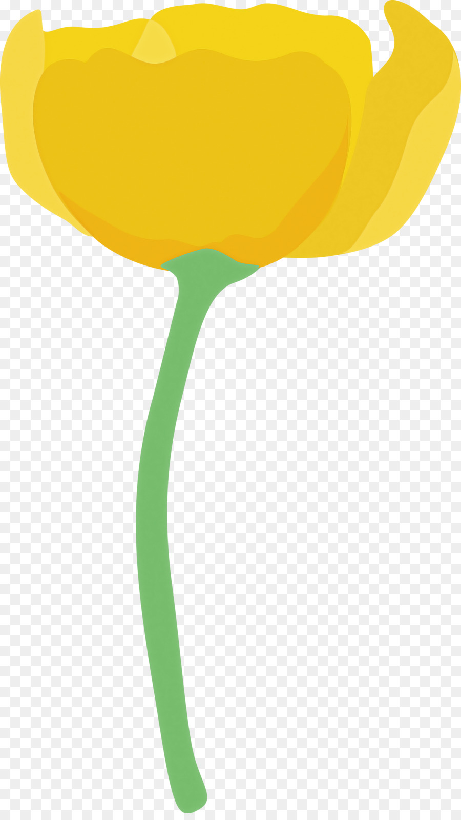 Amarelo，Tulip PNG