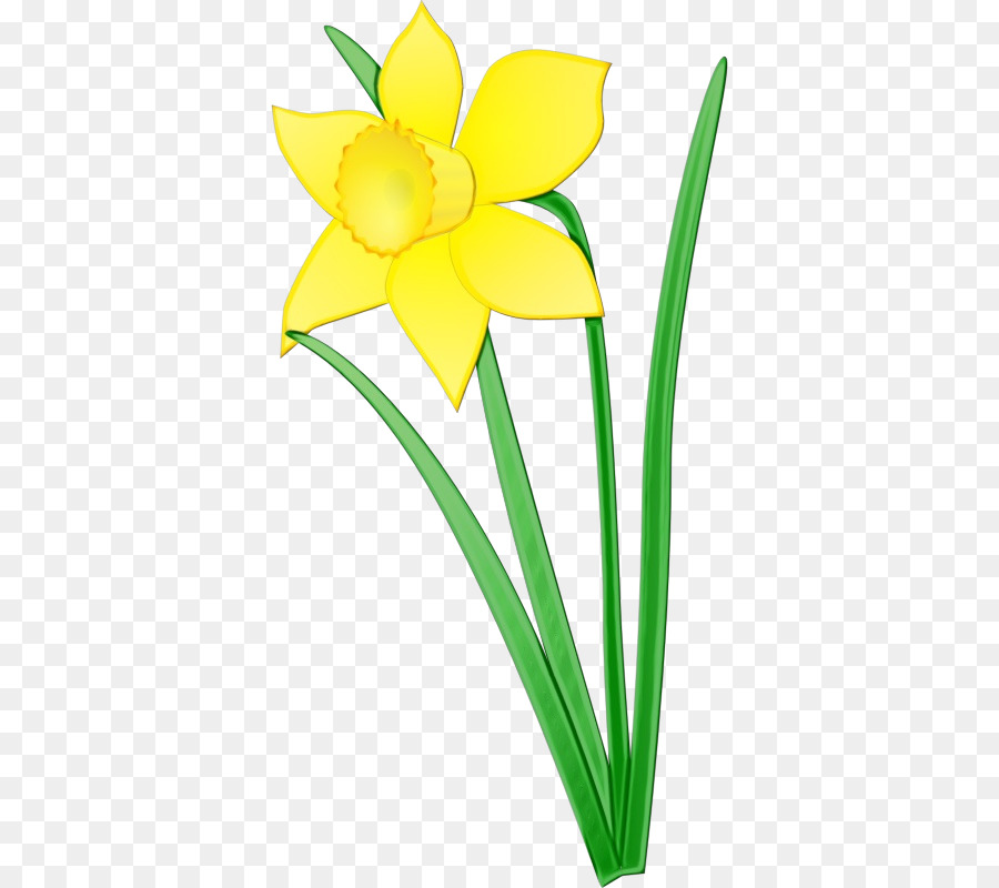 Narcisos Amarelos，Primavera PNG