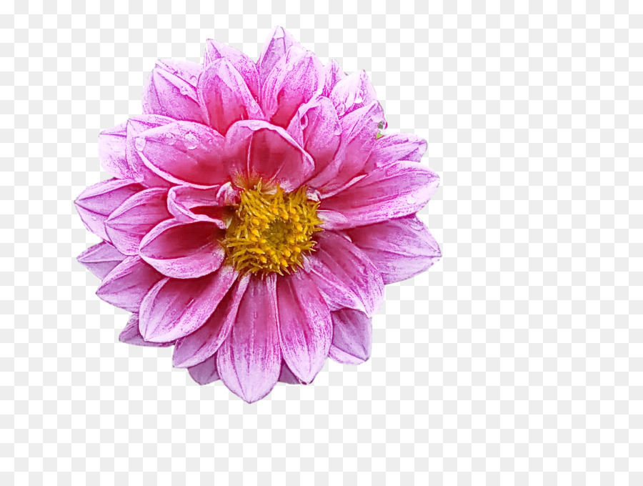 Flor，Vermelho PNG