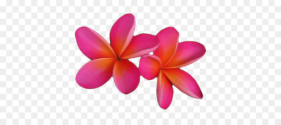 Flores，Florescer PNG