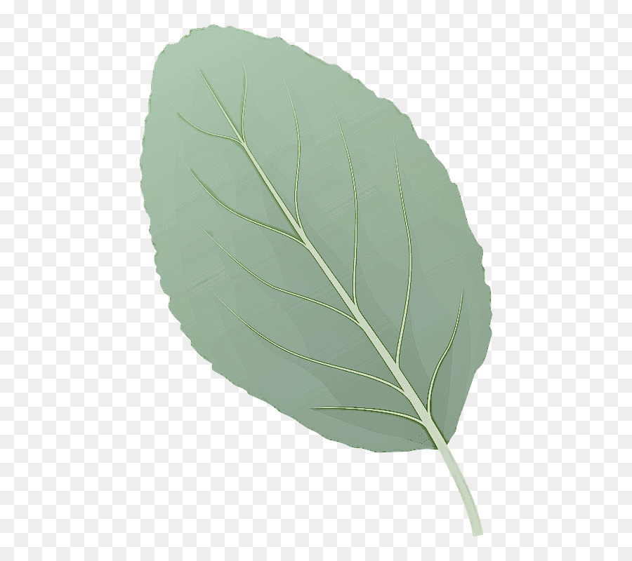 Folhas Verdes，Natureza PNG