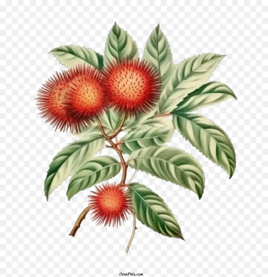 Rambutão，Tropical PNG