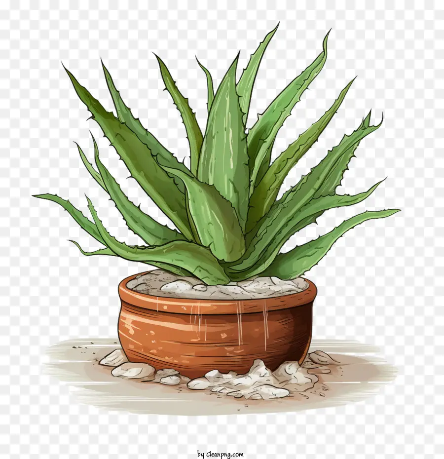 Aloe Vera，Planta De Aloe Vera PNG