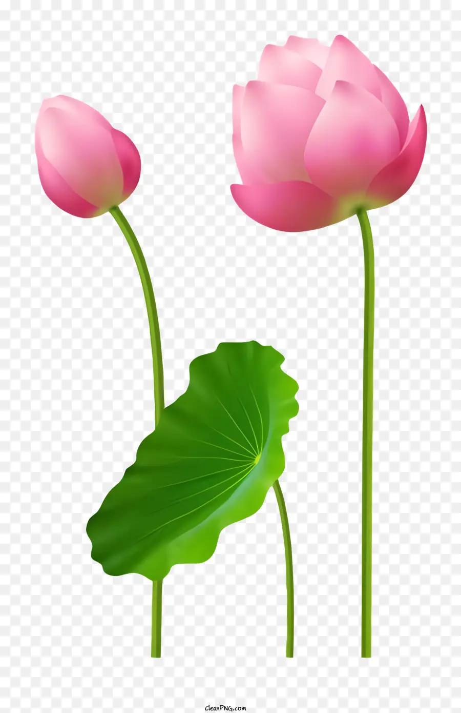 ícone，Lótus Rosa PNG