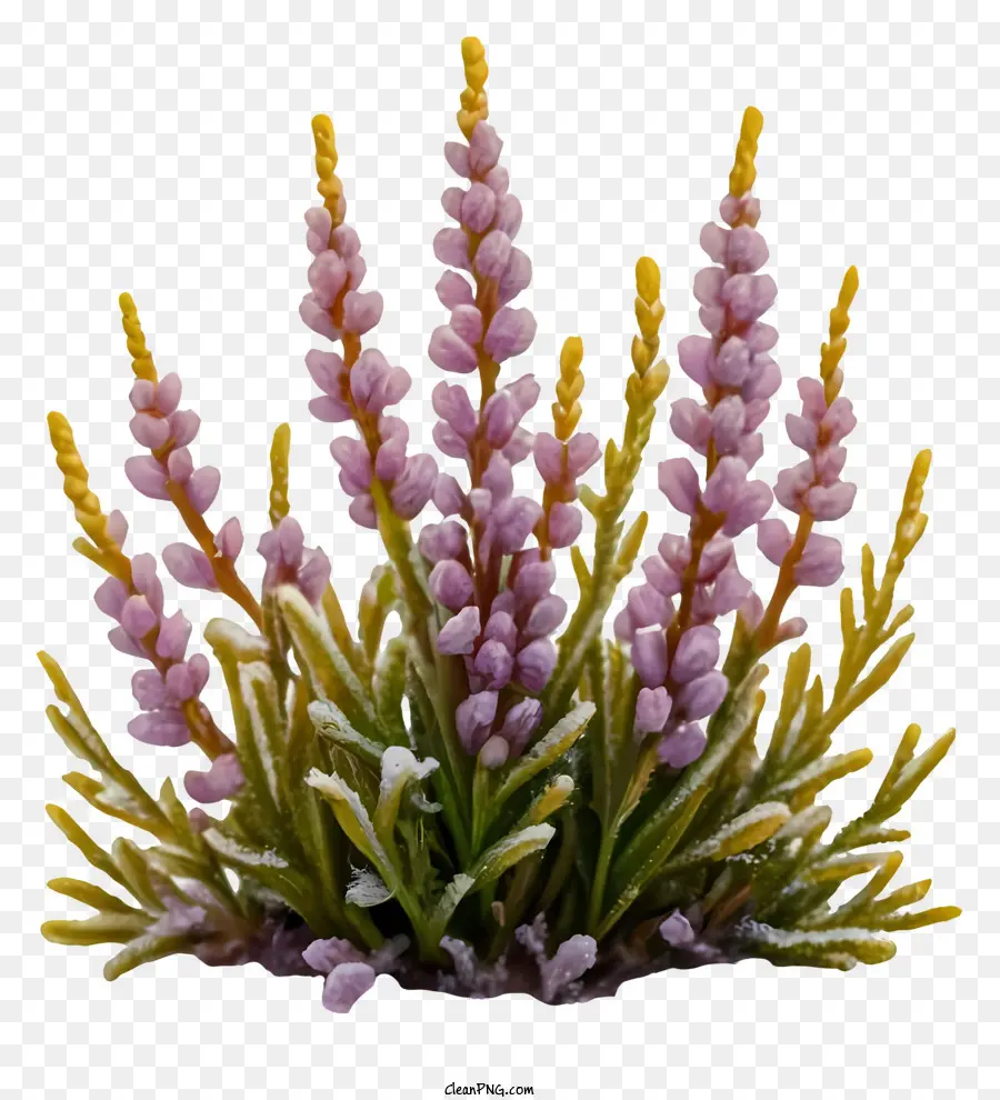 Desenho Animado，Planta De Lavanda PNG