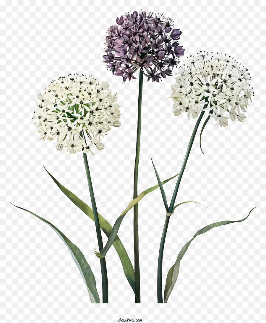 Allium Giganteum，Flor Roxa PNG