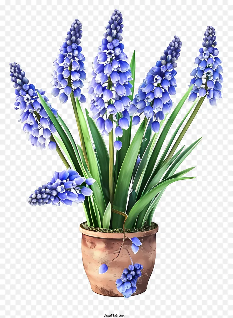 Jacinto De Uva 3d Realista，Vaso De Flores PNG