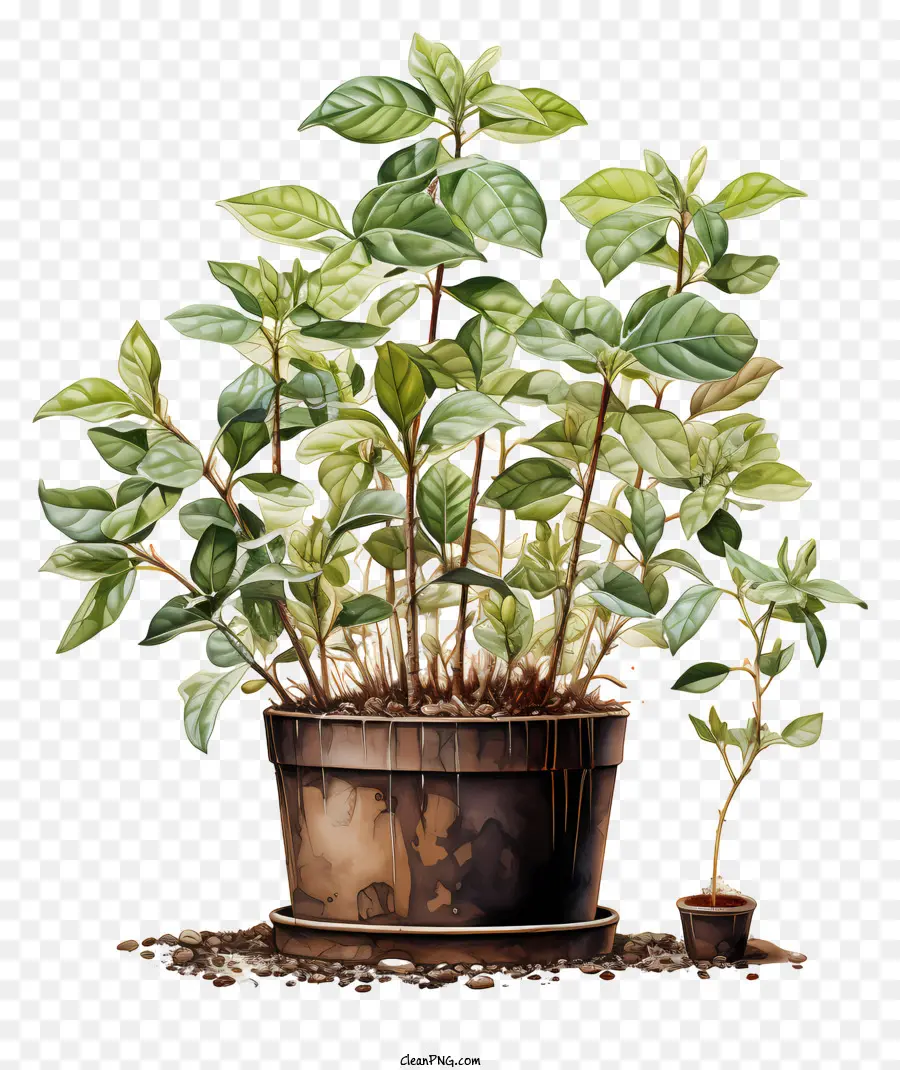 Planta De Café，Planta Em Vaso PNG