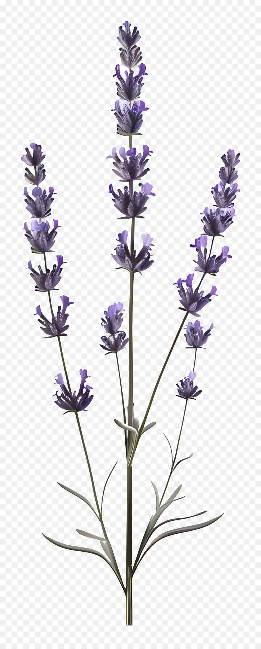 Lavanda，Lavanda Roxa PNG