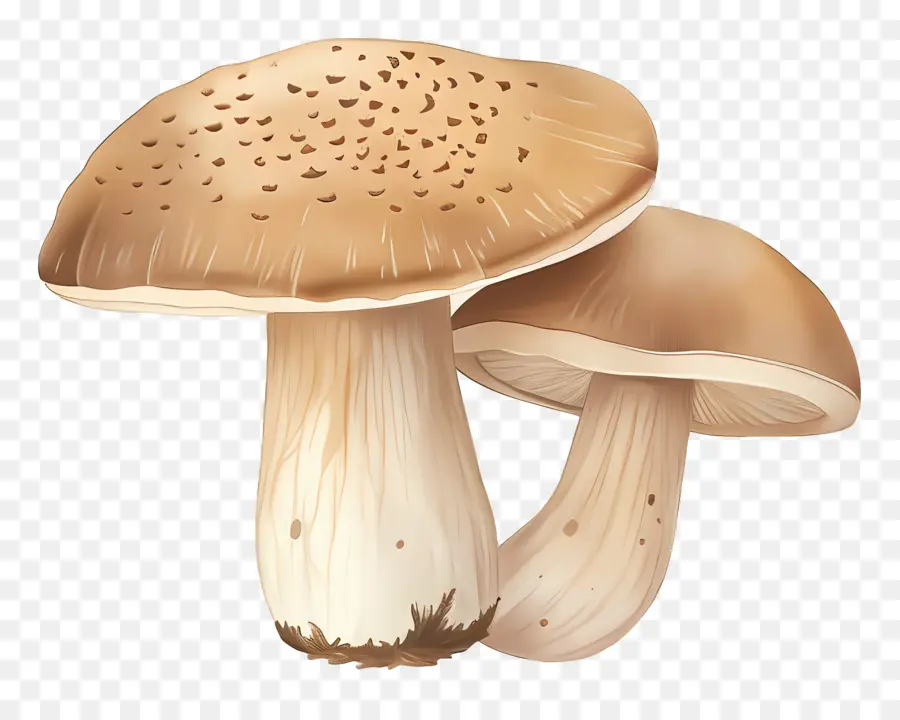 Cogumelo Shiitake，Cogumelo PNG