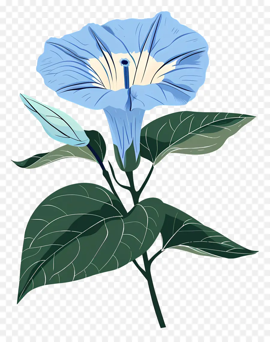 Glória Da Manhã，Flor Azul PNG