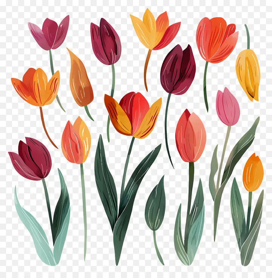 Tulipas，Tulipas Coloridas PNG