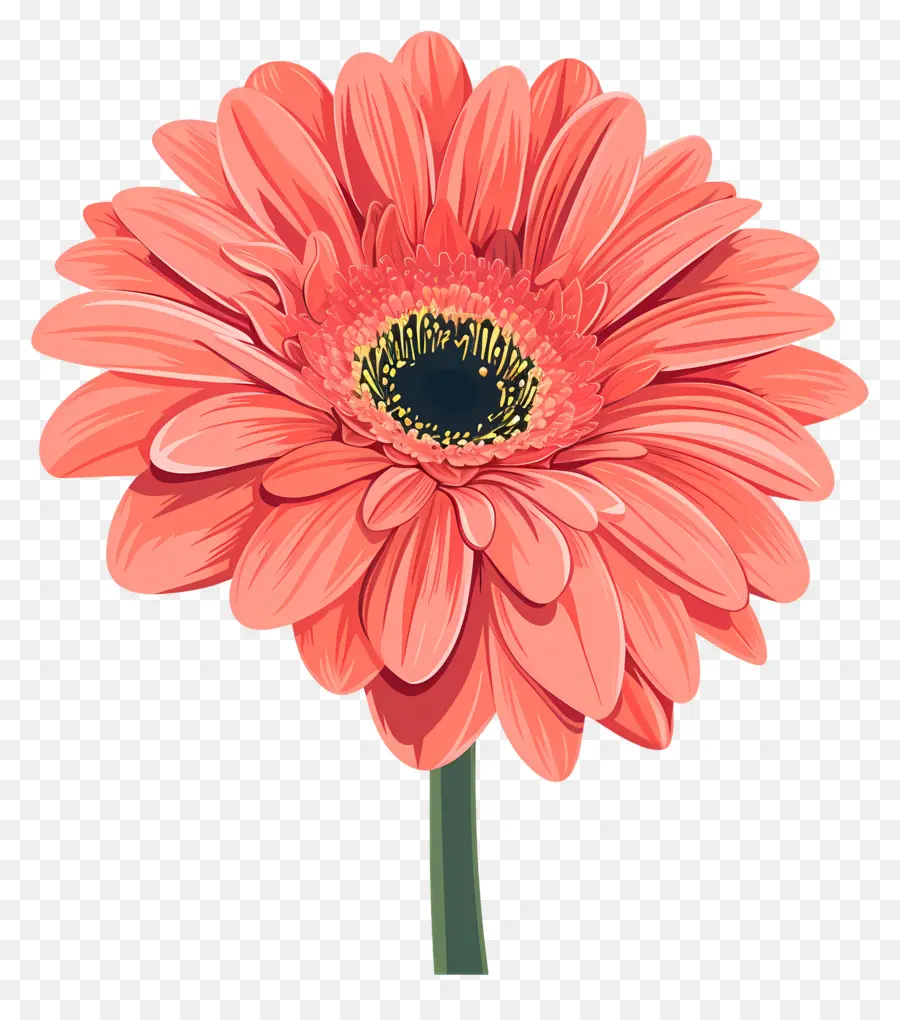 Bunga Gerbera Daisy，Bunga Merah Muda PNG