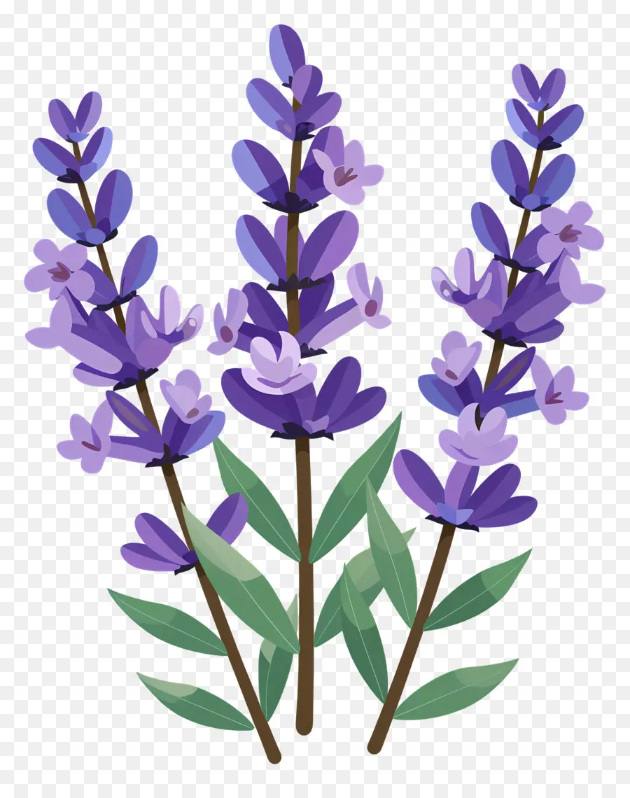 Bunga Lavender，Warna Lembayung Muda PNG