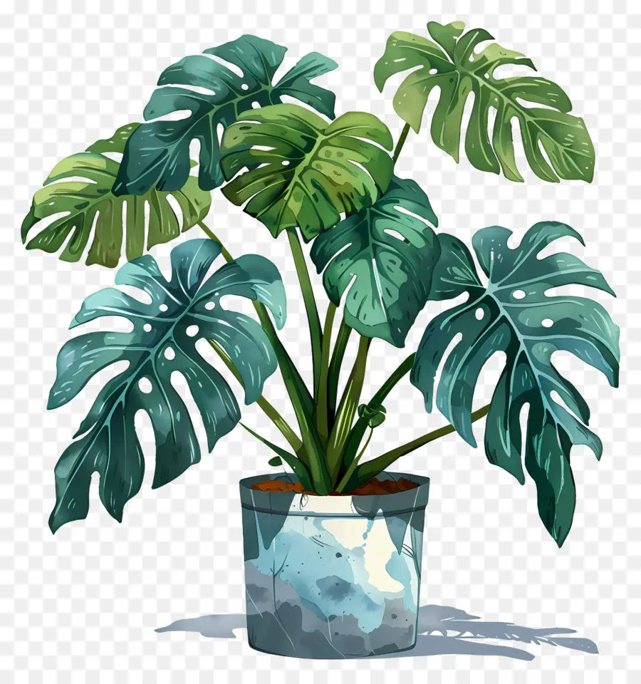 Tanaman Monstera，Tanaman Pot PNG