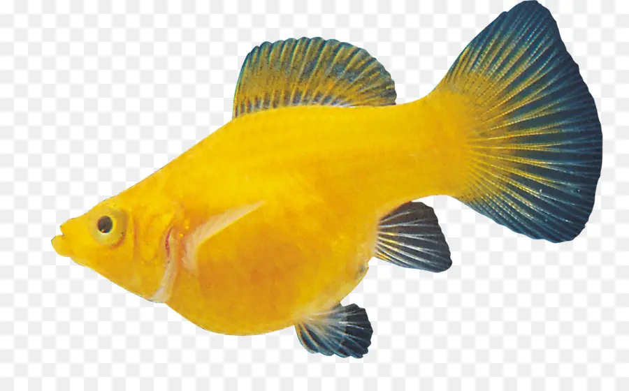 Ikan Kuning，Akuatik PNG