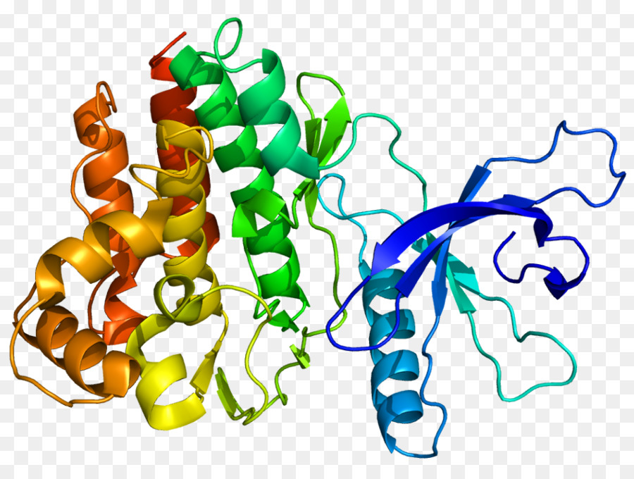 Struktur Protein，Biologi PNG