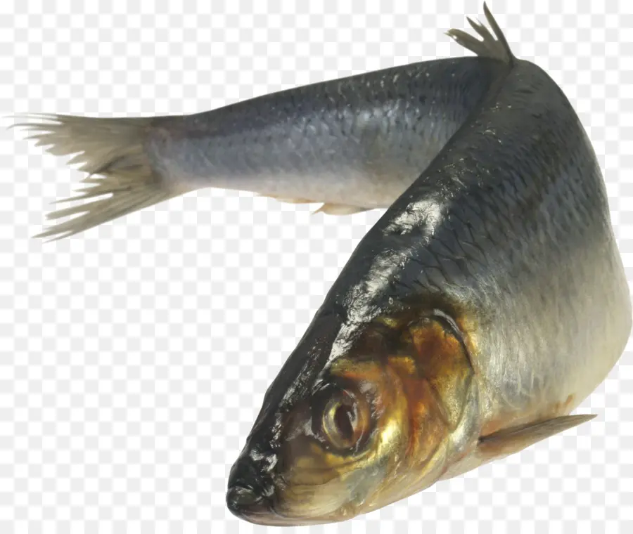 Ikan，Tombak PNG