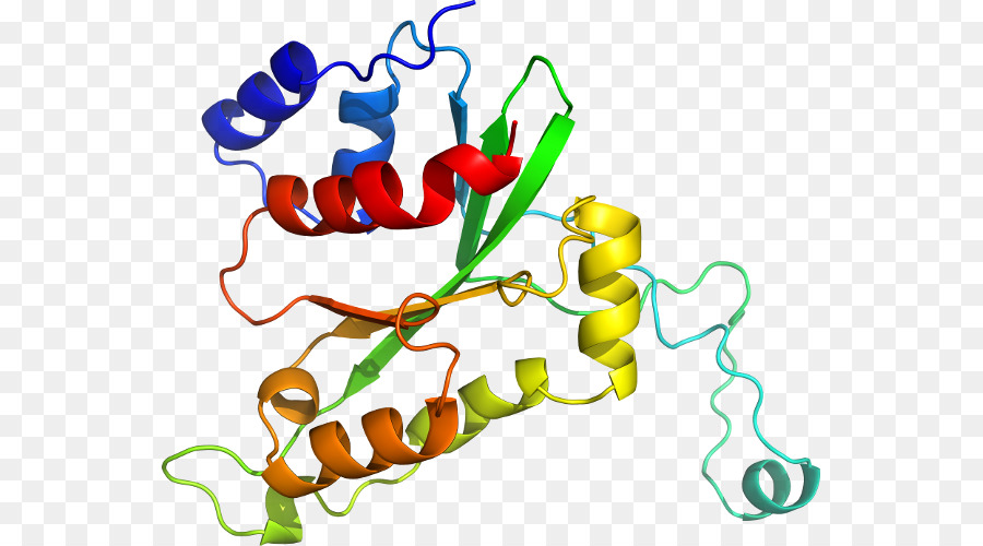 Struktur Protein，Molekul PNG