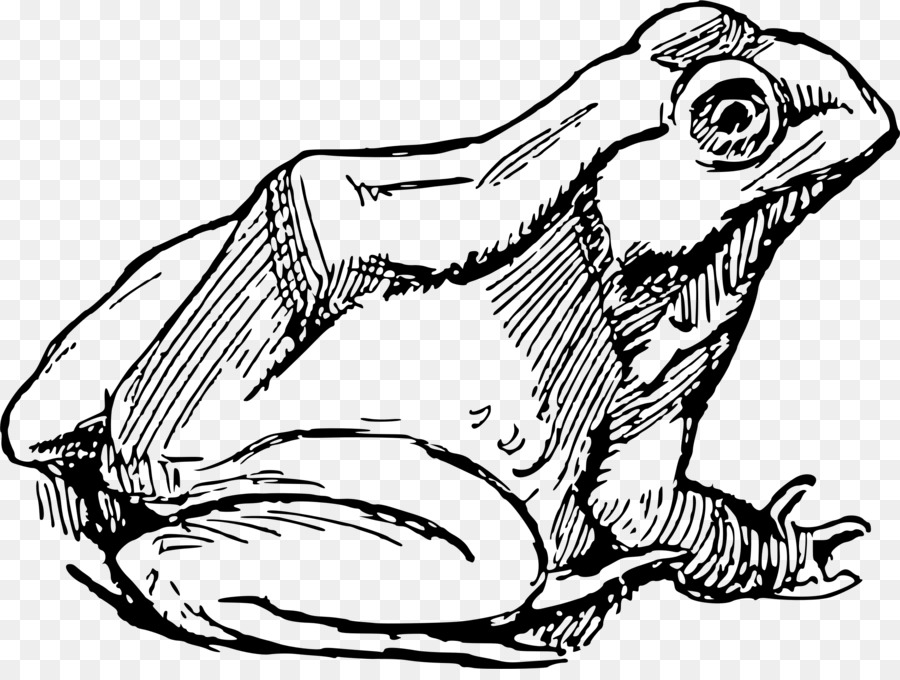 Katak，Gambar PNG