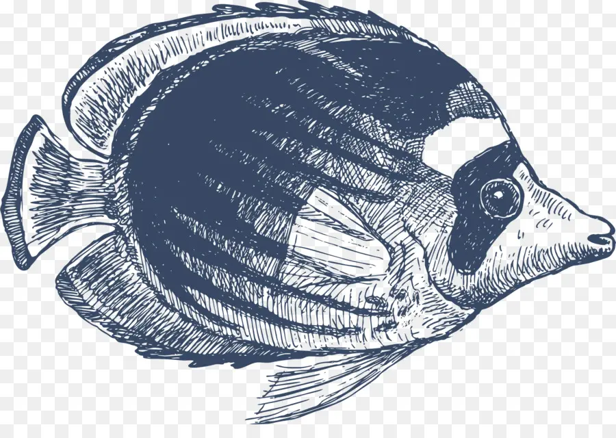 Ilustrasi Ikan，Laut PNG