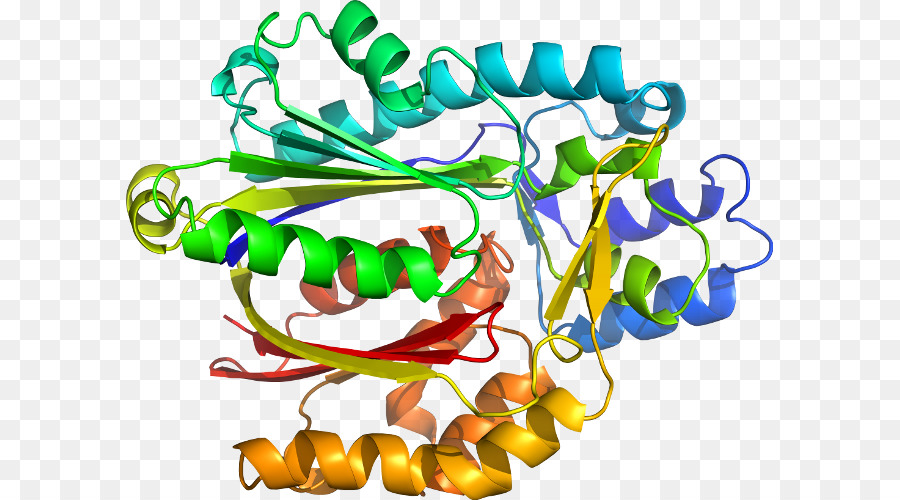 Struktur Protein，Molekul PNG