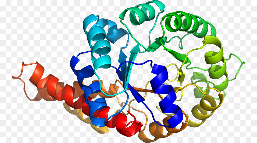 Struktur Protein，Molekul PNG