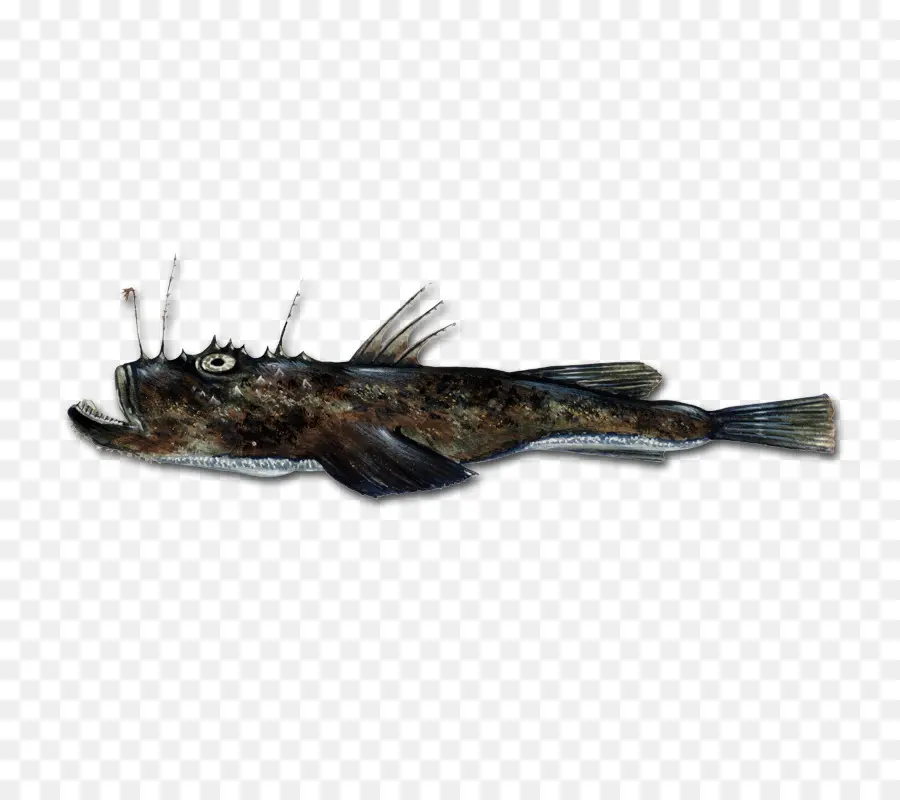 Ikan Laut Dalam，Laut PNG