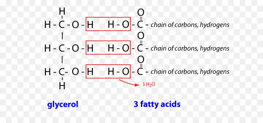 Gliserol Dan Asam Lemak，Trigliserida PNG