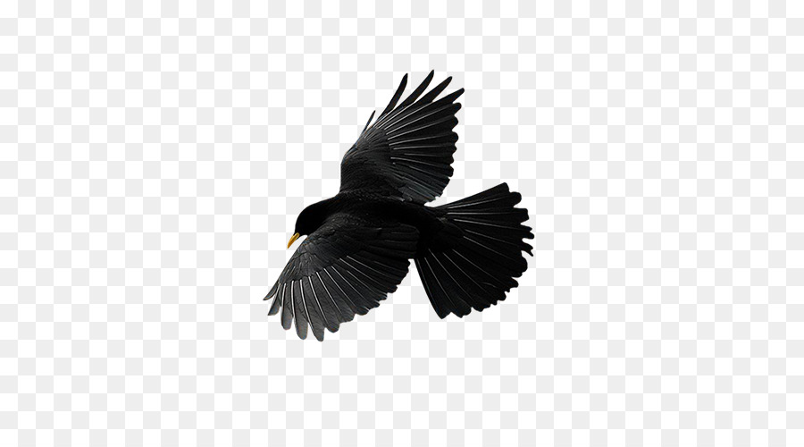 Burung Gagak，Hitam PNG