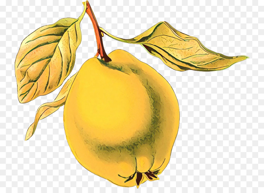 Buah Kuning，Quince PNG