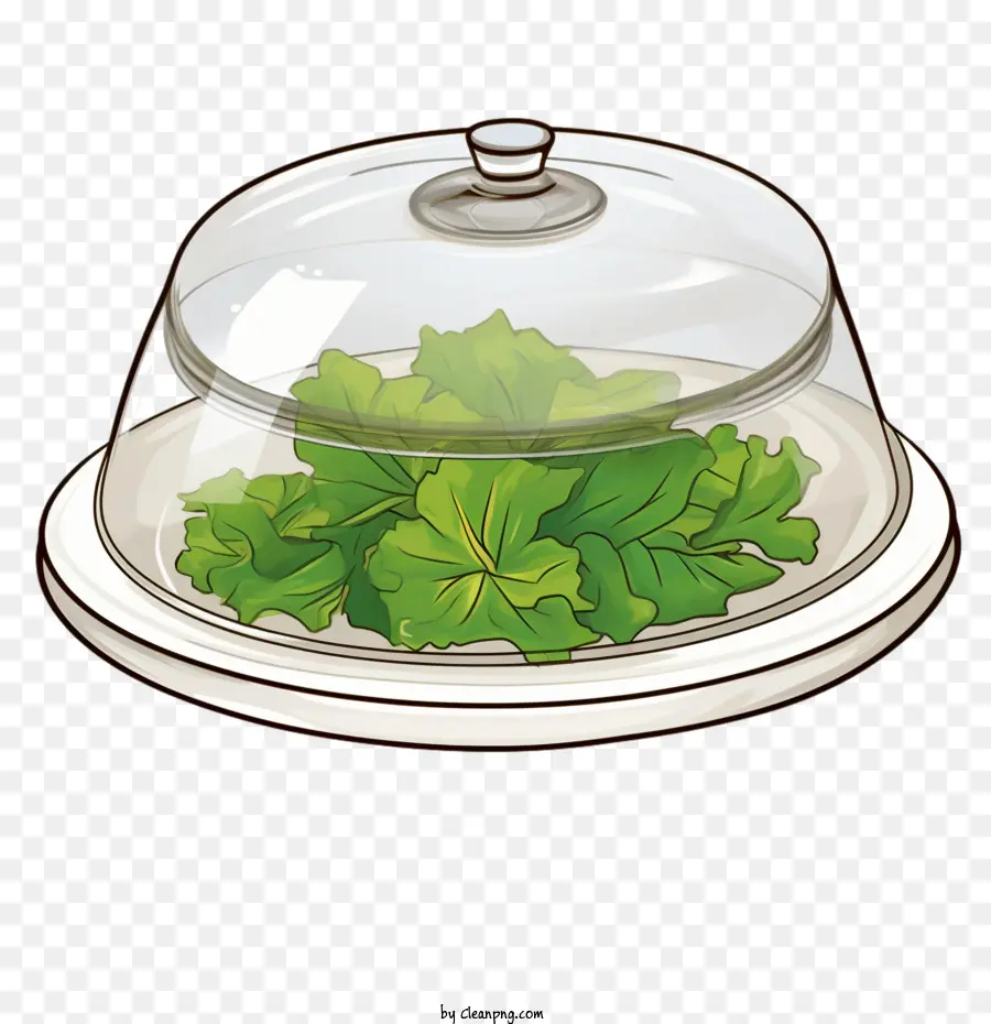 Salad，Selada PNG