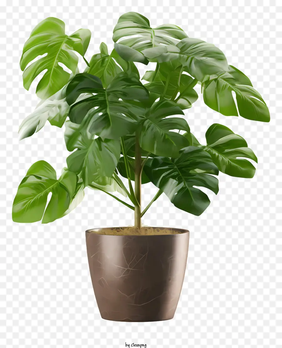 Tanaman Monstera，Tanaman Hijau PNG