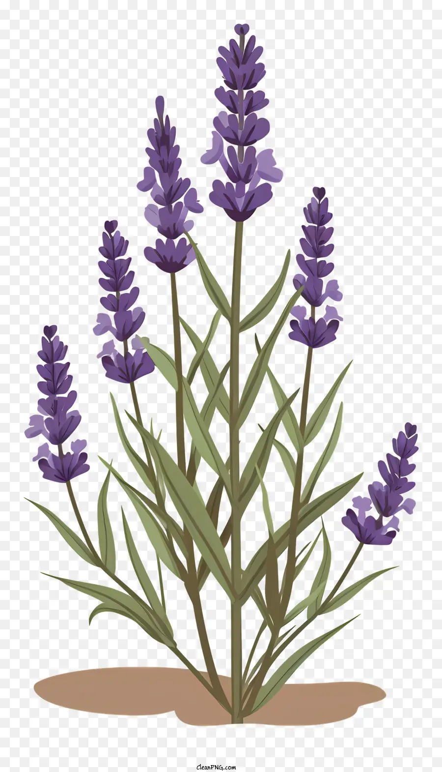 Lavendel，Warna Lembayung Muda PNG