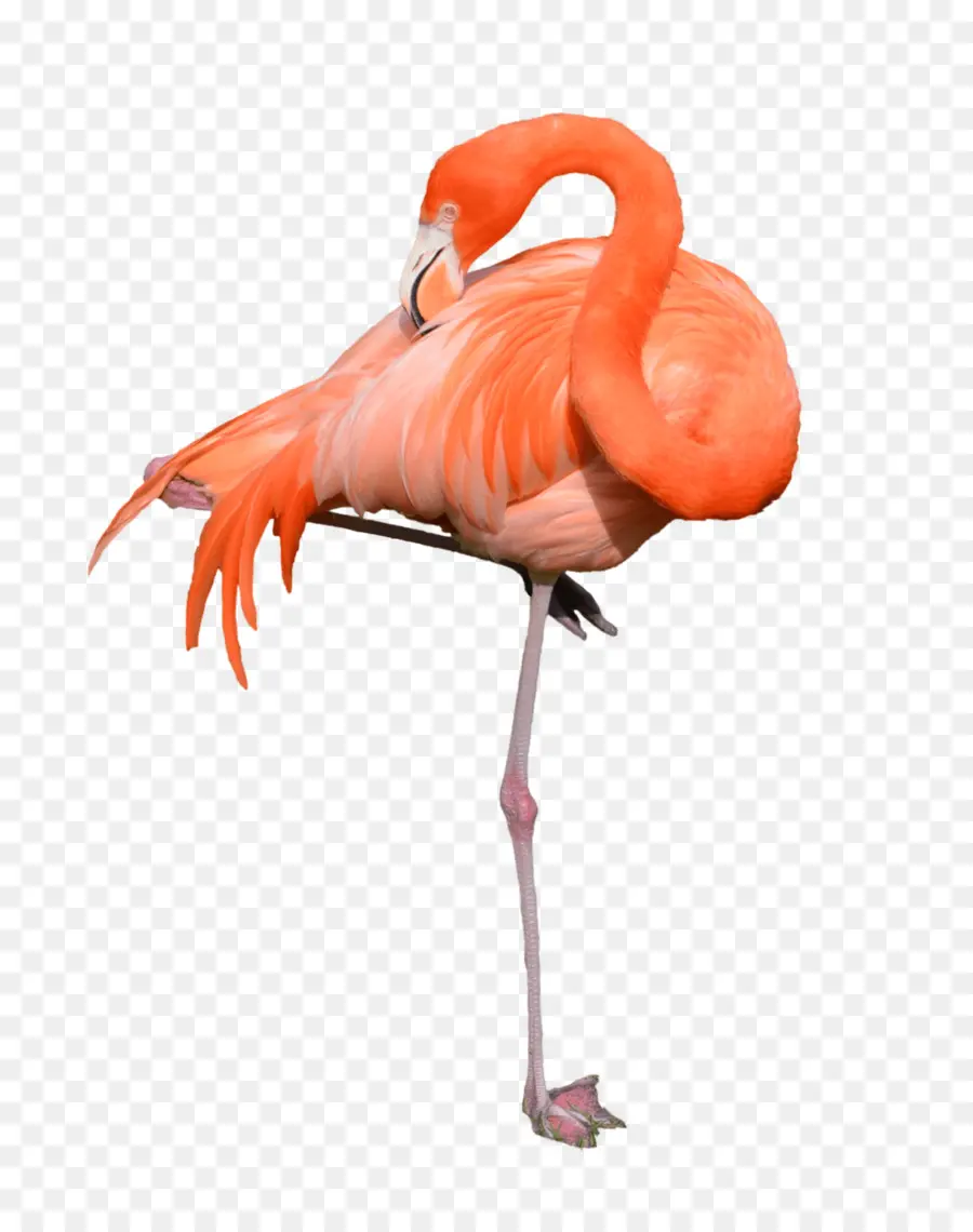 Flamingo，Pembe PNG