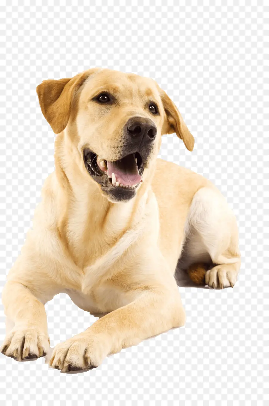 Golden Retriever，Evcil Hayvan PNG