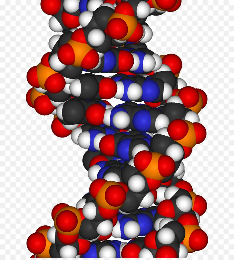 Dna，Genetik PNG