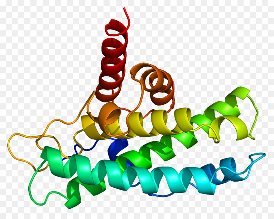 Protein Yapısı，Biyoloji PNG