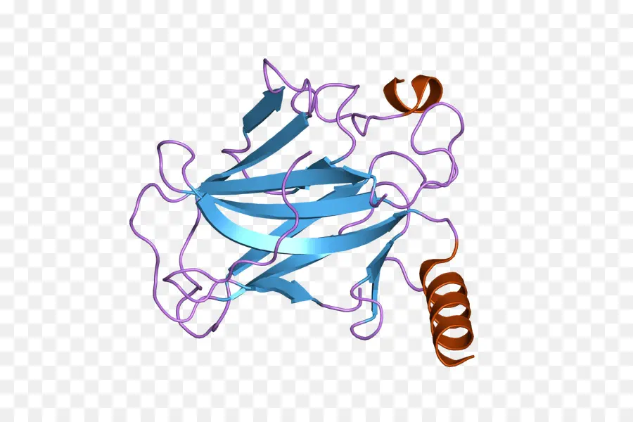 Protein Yapısı，Moleküler Biyoloji PNG