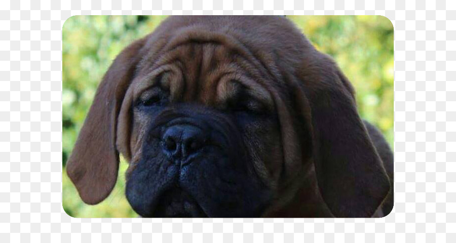 Köpek，Bullmastiff PNG