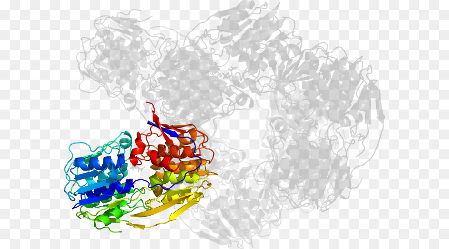 Protein Yapısı，Molekül PNG