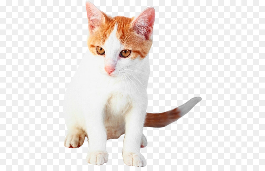 Kedi，Evcil Hayvan PNG