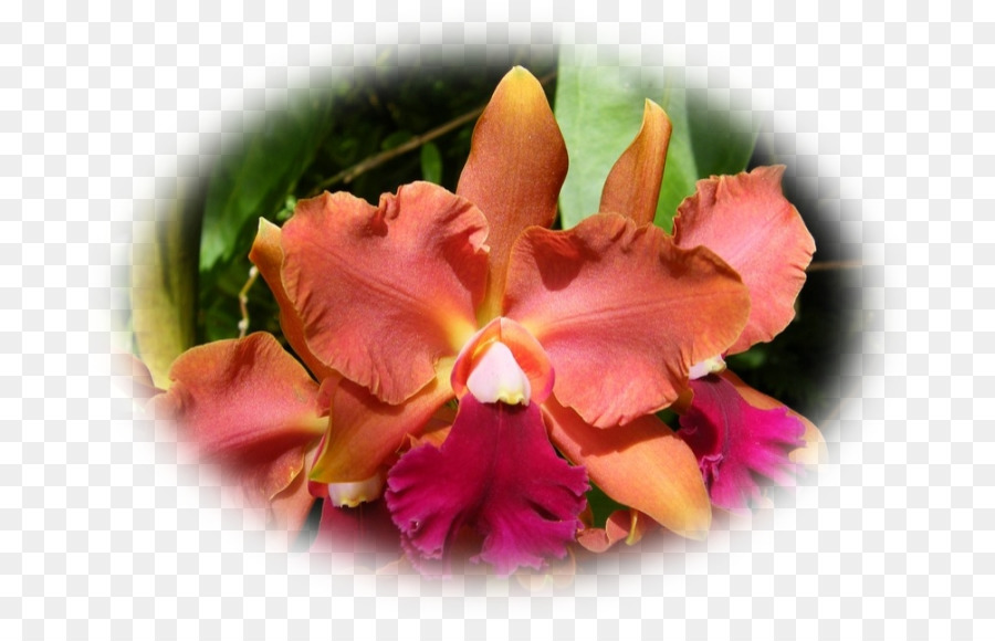 Cattleya Orkideleri，Güve Orkide PNG