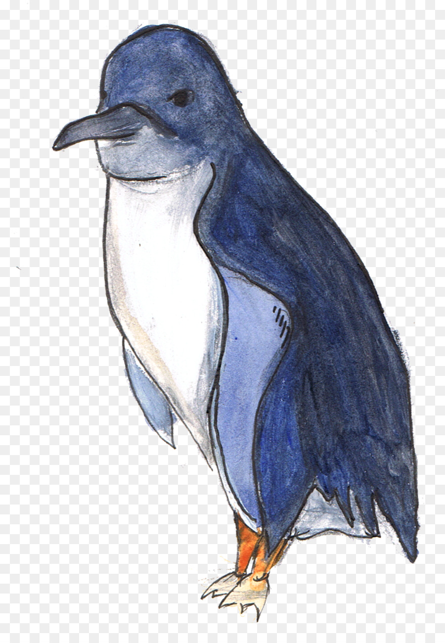 Penguen，Küçük Penguen PNG