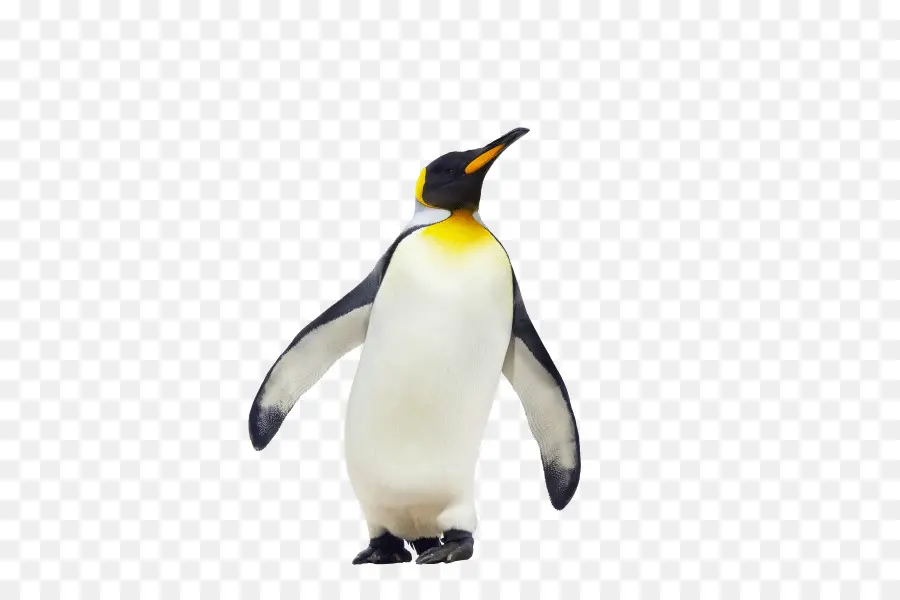 Penguen，Kuş PNG