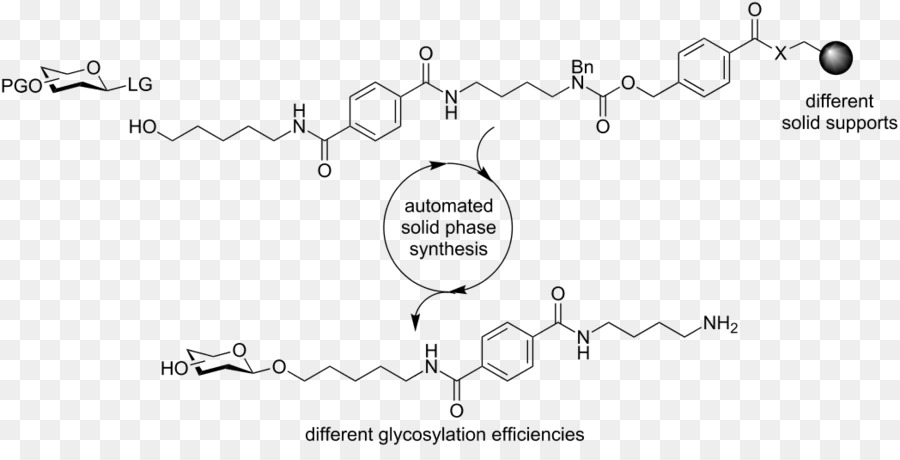 3 Methylglutaconyl Coa，Beta Hidroksi Beta Metil Bütiril Coa PNG