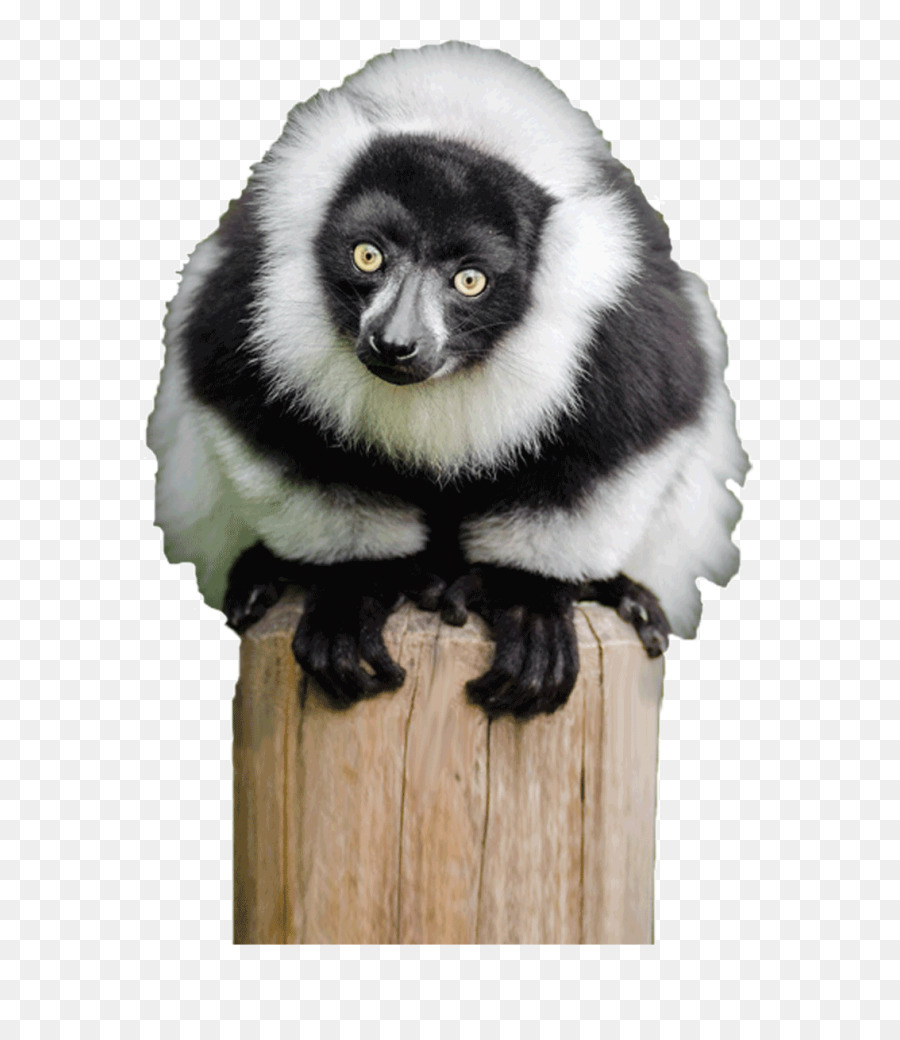 Lemur，Siyah Ve Beyaz PNG