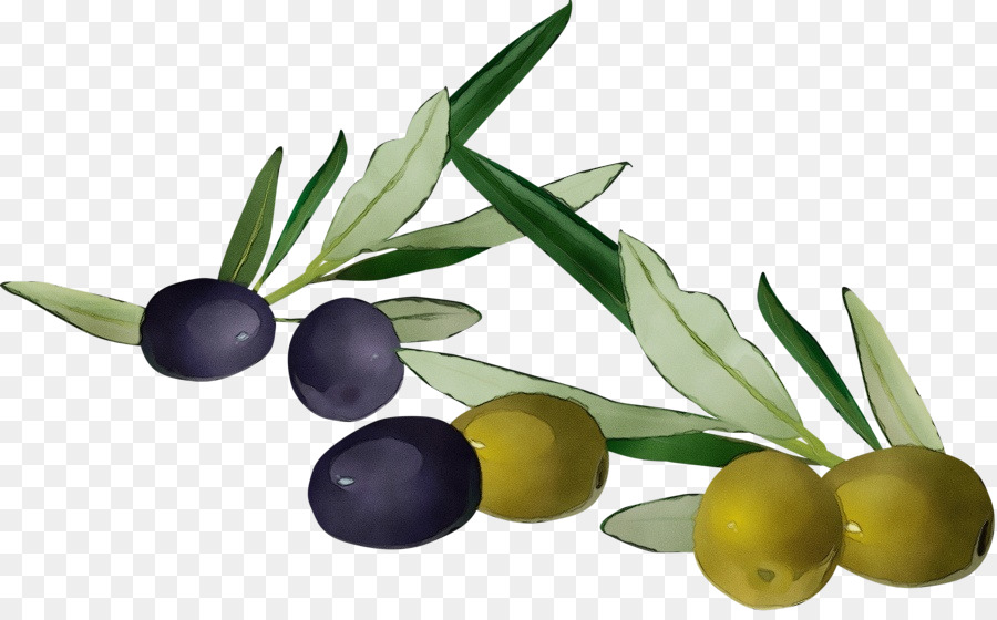 Siyah Zeytin，Dal PNG